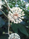 Closeup detail of one portion of a huge inflorescence on my Fatsia japonica.
