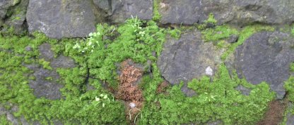 Moss on the stone walls in the redwoods. Must be on the north side!