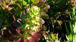 Flowers forming in a red aeonium.