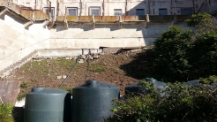 Water tanks at the back of the West Lawn, where the slope above has already been cleared. The tanks catch overflow from the historic basins along the wall at the top of the slope, which was originally built to catch water from the showers for use on the lawn. Grey water recycling a hundred years ago!