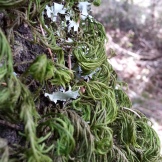 Beautiful mosses on the oaks.
