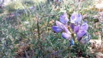 Lupine at Tank Hill.