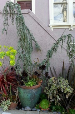 Beautiful combination of plants and pots, obviously from Flora Grubb Gardens. Found on a neighborhood walk, somewhere in the top of Eureka Valley.