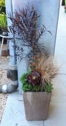 Hadn't done a composition planting at Flora Grubb Gardens in many a moon. Did this combo of Agonis flexuosa 'After Dark' (the tree) with a Carex flagellifera 'Bronzita' grass, and succulents Aeonium atropurpureum 'Pinwheel', Crassula corymbulosa, and Echeveria multicaulis.