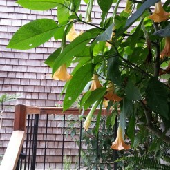 My Sutro Forest client's garden has this brugmansia (Angel's Trumpet) that is seriously taking off. Last week I didn't have to duck under it. Crazy fast.