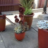 Colorful groupings of pots, with succulents, bring color to even the concrete areas within the facility.