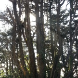 Nice old Monterey cypress alongside the cross' platform.
